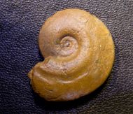 Glochiceras subclausum (Oppel 1863)