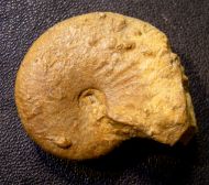 Taramelliceras cf externnodosum Dorn 1931