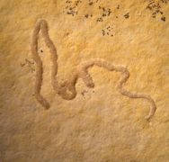 Lumbricaria intestinum Goldfuss, 1831