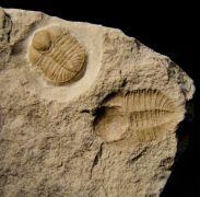 Ampyxina bellatula (Savage, 1917)