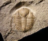 Ampyxina bellatula (Savage, 1917)