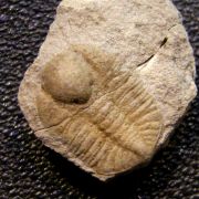 Ampyxina bellatula (Savage, 1917)