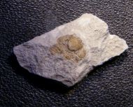 Ampyxina bellatula (Savage, 1917)