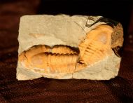 Agraulos ceticephalus (Barrande, 1846)