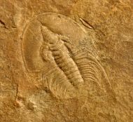 Olenellus chifensis PALMER, 1998