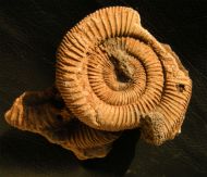 Dactylioceras athleticum (SIMPSON 1855)