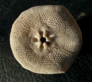Hardouinia mortonis (Michelin, 1850)