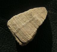 Calceola sandalina (Linneé, 1771)