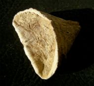 Calceola sandalina (Linneé, 1771)