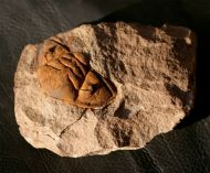 Dalmanitina socialis (BARRANDE, 1846)