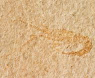 Aeger sp.