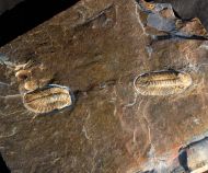 Phacopidina micheli TROMELIN 1877